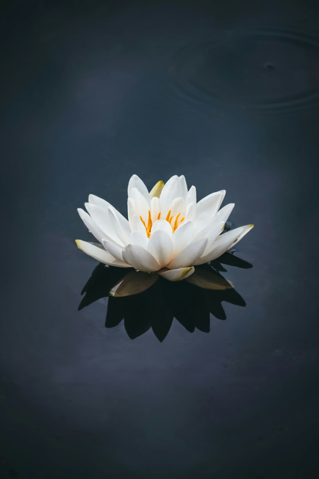 Eine weisse Lotusblüte auf dunklem Wasser